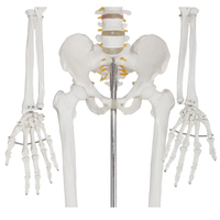 Modèle de squelette anatomique en PVC, squelette humain, modèle 3D, anatomie, squelette humain en plastique, modèle de squelette, 180 cm