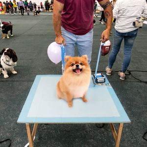 Tapis d'entraînement jetable pour chiens, absorbant l'eau, désodorisant et antibactérien – Fournitures essentielles pour l'éducation des animaux de compagnie - Product Image 2