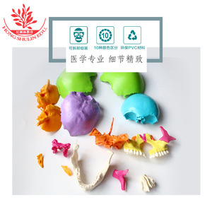Modèle de crâne coloré, modèle de crâne réaliste en 22 parties détachables pour l'art et la médecine. - Product Image 1