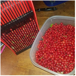 Outils de récolte de jardin, outil de cueillette de fruits, bleuets, cerises, avec peigne métallique et poignée ergonomique, cueilleur de baies, râteau à main - Product Image 6