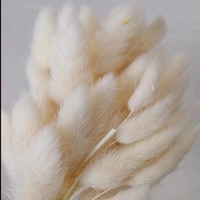 Fleur séchée en forme de queue de lapin, 50-60 cm, vente en gros d'usine, produit transfrontalier très populaire pour la remise des diplômes, le Nouvel An, Noël, la fête des Mères