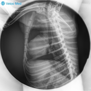 Appareil de radiographie portable vétérinaire et humain 90kV, équipement numérique haute définition, scanner de radiographie portatif à faible rayonnement Vetoo - Product Image 4