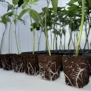 50 Unidades de Turba de Coco para Cultivo, Material de Suelo de Fibra de Coco para Cultivo de Vegetales, Material para Corte de Plántulas, Cultivo Agrícola - Product Image 5