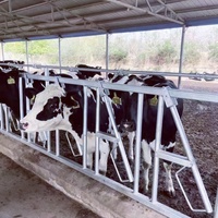 Penjepit Leher Sapi Altay 6 Kepala, Dapat Disesuaikan, Aman, Berkualitas Tinggi, 6m, Galvanis, Peralatan Peternakan untuk Peternakan Sapi Perah