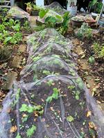 Cerceaux de serre modernes et écologiques Piquets de tunnel en bois traité sous pression pour le soutien des plantes en tissu de jardin Plastique vert