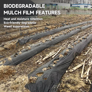 Feuille de <span class=keywords><strong>paillage</strong></span> de tomate pour la couverture du sol et la rétention d'humidité Film de paillis en plastique rayé noir - Product Image 5