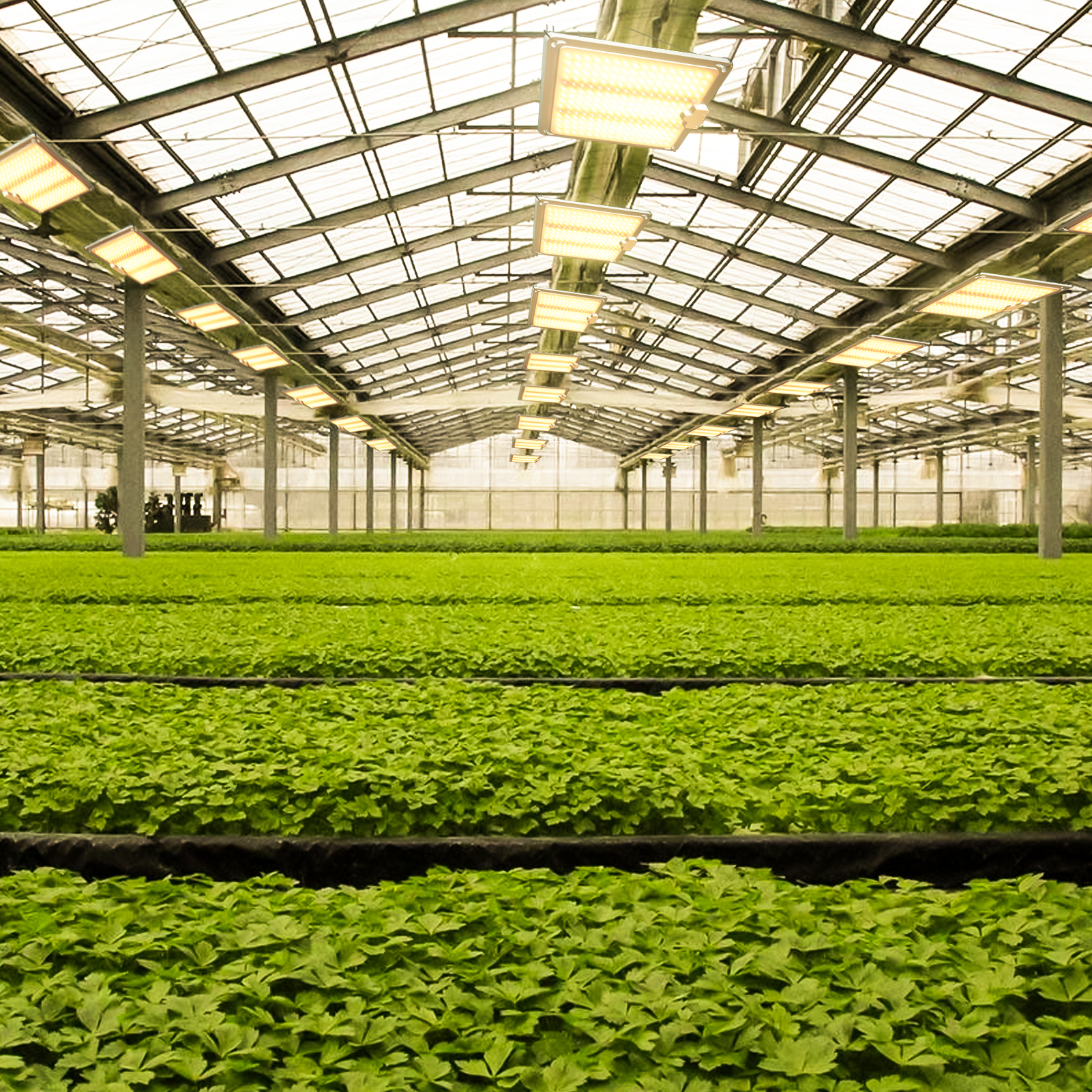 Lampes de croissance pour les plantes d'intérieur à spectre complet 224 led 1000W HPS plante poussant la lumière luminaire