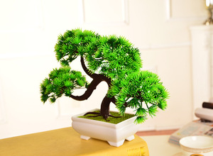 E-3049 Descuento por tiempo limitado Planta bonsái en maceta de plástico Bonsái de pino para decoración del hogar - Product Image 3