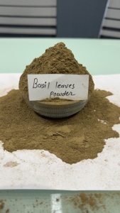 Poudre de basilic sacré biologique, poudre de feuilles de Tulsi, complément alimentaire naturel à base de plantes pour le soutien immunitaire et la réduction du stress, vente en gros - Product Image 3