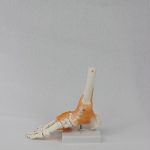 Modèle fonctionnel de l'articulation du pied, modèle d'articulation humaine, modèle pédagogique, fabricant de modèles d'os du pied en gros. - Product Image 3