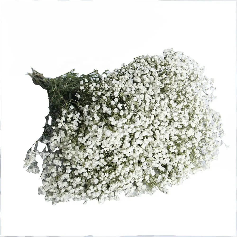 400 gram lớn bó bán buôn trang trí đám cưới bảo quản Gypsophila bó hoa bé hơi thở Trắng