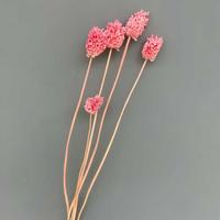 Großhandel für Heim- und Restaurantdekoration: Natürliche, konservierte Zwiebelkugel-Blume für Valentinstag und Muttertag