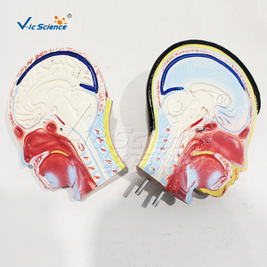 Modèle de demi-corps humain pour adolescents (9 pièces), outil pédagogique d'anatomie biologique pour le collège, organes internes médicaux détachables - Product Image 3