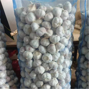 Suministro al por mayor de semillas de <span class=keywords><strong>ajo</strong></span> fresco de China, incluyendo <span class=keywords><strong>ajo</strong></span> rojo, <span class=keywords><strong>morado</strong></span>, normal y blanco, de 5.5 cm, de Shandong, listo para comer, almacenado en frío. - Product Image 4