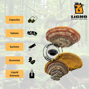 Proveedor de Malasia: Polvo de Hongo Activo Sang Huang LiGNO SH02 de Calidad Premium para Cuidado Tópico de la Piel, Producción OEM - Product Image 4