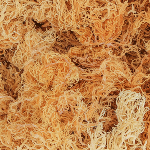 EXPORTACIÓN A GRANEL SEAMOSS SECO DE ALTA CALIDAD DEL PROVEEDOR DE VIET NAM CON PRECIO COMPETITIVO - Product Image 1