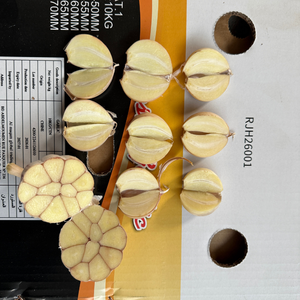 Venta caliente de alta calidad 2025 China Nuevo producto Jin <span class=keywords><strong>Xiang</strong></span> y Pizhou Ajo blanco normal fresco y ajo blanco puro - Product Image 2
