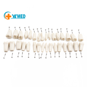 Modelo de Dientes Dentales de Práctica para Enseñanza en Odontología, 32 Piezas, Dientes Falsos de Reemplazo - Product Image 1