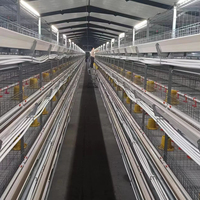 Cages à poulets de type H