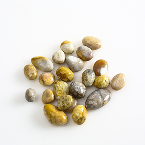 Bán Buôn Đánh Bóng Chữa Bệnh Sỏi San Hô Tự Nhiên Hóa Thạch Tumbled Stones Hóa Thạch Vỏ Sò Palm - Product Image 3