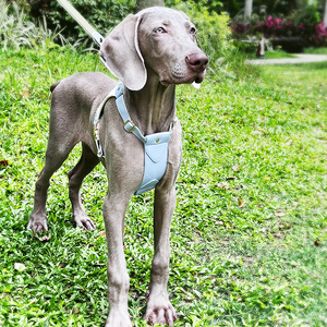 Arnés de viaje personalizado para mascotas, juego de arnés de senderismo, arnés y collar ajustable para perros con correa iluminada adornada con cintas - Product Image 6