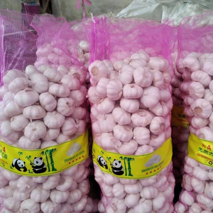Fornitore all'ingrosso di aglio fresco nuovo, aglio bianco normale, aglio in sacchi e scatole, aglio G1, produttore di aglio viola di buona qualità Jinxang - Product Image 1