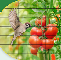 Filet anti-oiseaux en plastique HDPE PE, protection UV, maille de 10 mm, pour la protection des cultures et des légumes, filet de pêche noir, vente en gros