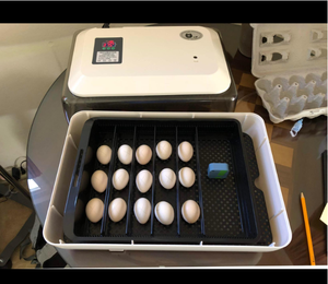 Домашний мини-инкубатор для яиц, 24 яйца - Product Image 6