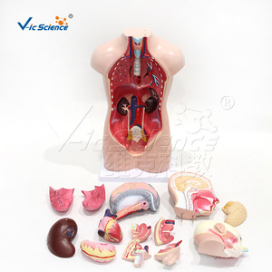 Modèle de torse intersexuel de 42 cm, anatomie des organes internes humains, modèle pédagogique médical scolaire (vente en gros) - Product Image 2