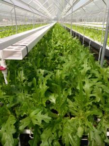 Hydroponic nft Channel สำหรับเรือนกระจก, ติดตั้งง่าย, PVC เกรดอาหาร, ฝาครอบที่ถอดออกได้, ฐานโค้ง, ความจุหนัก - Product Image 2