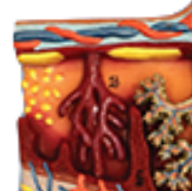 ADA-A599 แบบจำลองกายวิภาคของรกขยายขนาดคุณภาพสูง สำหรับการเรียนการสอนทางการแพทย์ จากเซี่ยงไฮ้ - Product Image 2