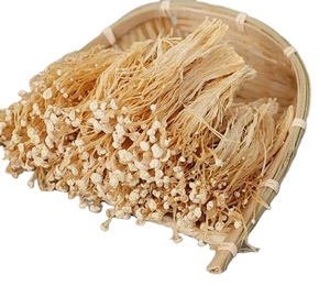 Hongo <span class=keywords><strong>Enoki</strong></span> de Tallo de Terciopelo, Flammulina Velutipes, Hongo de Invierno - Product Image 1