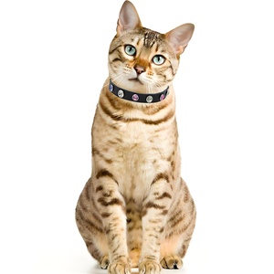 Imitazione diamante scintillante strass rivetto regolabile <span class=keywords><strong>Pet</strong></span> collare campana piccoli cani in vera pelle collare gatto - Product Image 6