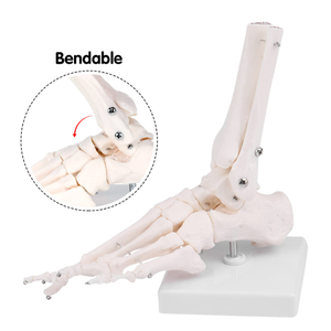 Modelo de cuerpo humano PVC silicona marco de plástico chino modelo masaje de pies modelo de pie 3D - Product Image 4