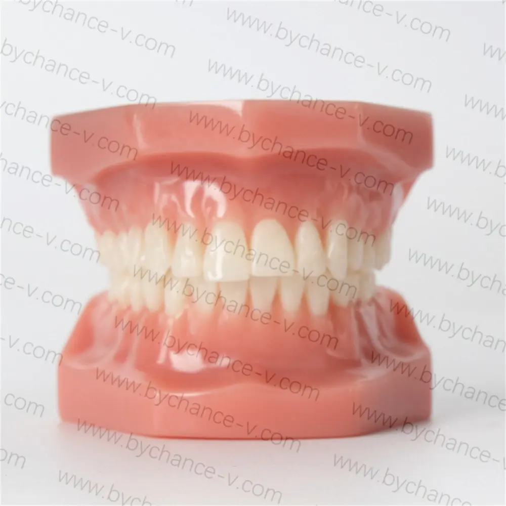 구강 위생 및 예방 관리 치아 병리학 교육 모델 성인 표준 Typodont 시연 치아 모델