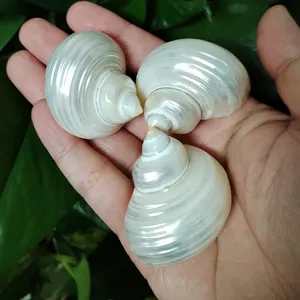 Eco-Friendly Silver Turbo Shells Polished Pearl Hermit <strong>Crabs</strong> <strong>Seashells</strong> for Fish for Tank Decorations and Party Venue - Product Image 1