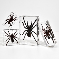 Spécimen de taxidermie de tarentule d'arts en résine fait à la main personnalisé Figurine en résine transparente pour la décoration de peur d'Halloween