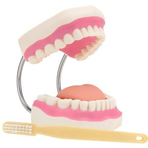 Insegnamento medico 6 volte grande ospedale modello dentale o insegnamento della lingua modello dentale senza denti - Product Image 5