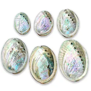 9~14 cm Natural Raw Abalone Shell Wholesale High Quality Material Abalone Shell Crafts Smoked Decor