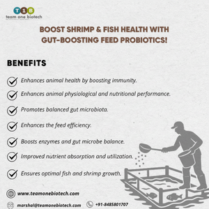Probiótico de alimentación Gut Health para eficiencia de crecimiento mejorada de camarones - Product Image 1