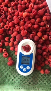 Vendita calda IQF surgelati lampone frutta intera picco di maturazione appena raccolto buon <span class=keywords><strong>prezzo</strong></span> imballaggio alla rinfusa simile al tipo <span class=keywords><strong>Durian</strong></span> - Product Image 5