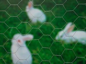 Zeshoekig gaas, kippengaas, zeshoekig gegalvaniseerd gaas, metalen hekwerk, kippengaas, zeshoekig gaas - Product Image 2