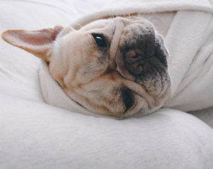 Albornoz de Baño Personalizado Ecológico para Mascotas - Bata de Fibra Personalizada Súper Absorbente para Perros - Product Image 2