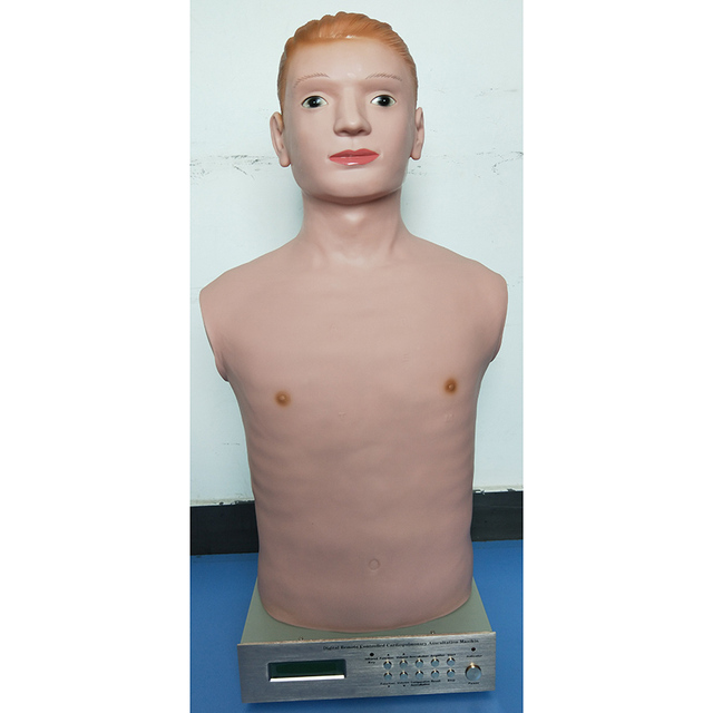 Medical Cardiopulmonary Auscultation Training Manikin