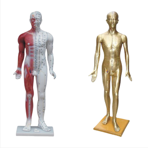 แบบจำลองการฝังเข็ม ADA ADA-501A/ADA-502 รุ่นดีลักซ์ สำหรับนักศึกษา ขนาด 178 ซม. ทำจากทองแดง และ 84 ซม. ผลิตในเซี่ยงไฮ้ สำหรับการฝึกอบรม - Product Image 1