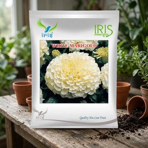 เมล็ดดอกดาวเรืองสีขาวนำเข้าจากไอริส แบบกลีบสองชั้น RS ENTERPRISES - Product Image 3