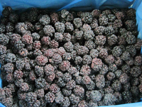 IIQF Diepvries Zwarte Bessen, Gehele Diepvries Zwarte Bessen voor Sap, Jam, Bakkerijproducten, Yoghurt, Desserts en Voedingsmiddelenfabrieken, Bulk Export