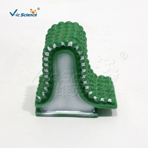 Modelo de estructura de orgánulos celulares, modelo de enseñanza de anatomía celular animal y vegetal, fuente de enseñanza para la educación en ciencias médicas - Product Image 6