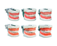 Modèle anatomique dentaire à 28 dents en PVC écologique, taille réelle, couleurs vives, logo personnalisable pour la science médicale