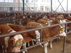 תירס לגלוטן 40 ק "ג תירס גלוטן תוספות הזנה תוסף המחיר הטוב ביותר על ידי יצרן ארוחה חיה רטובה - Product Image 2